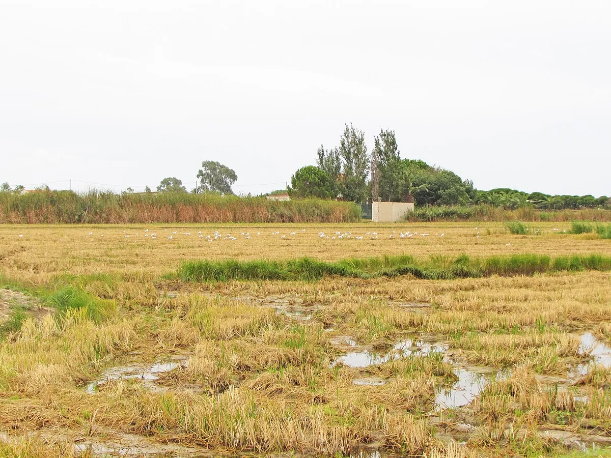 Ebro Delta